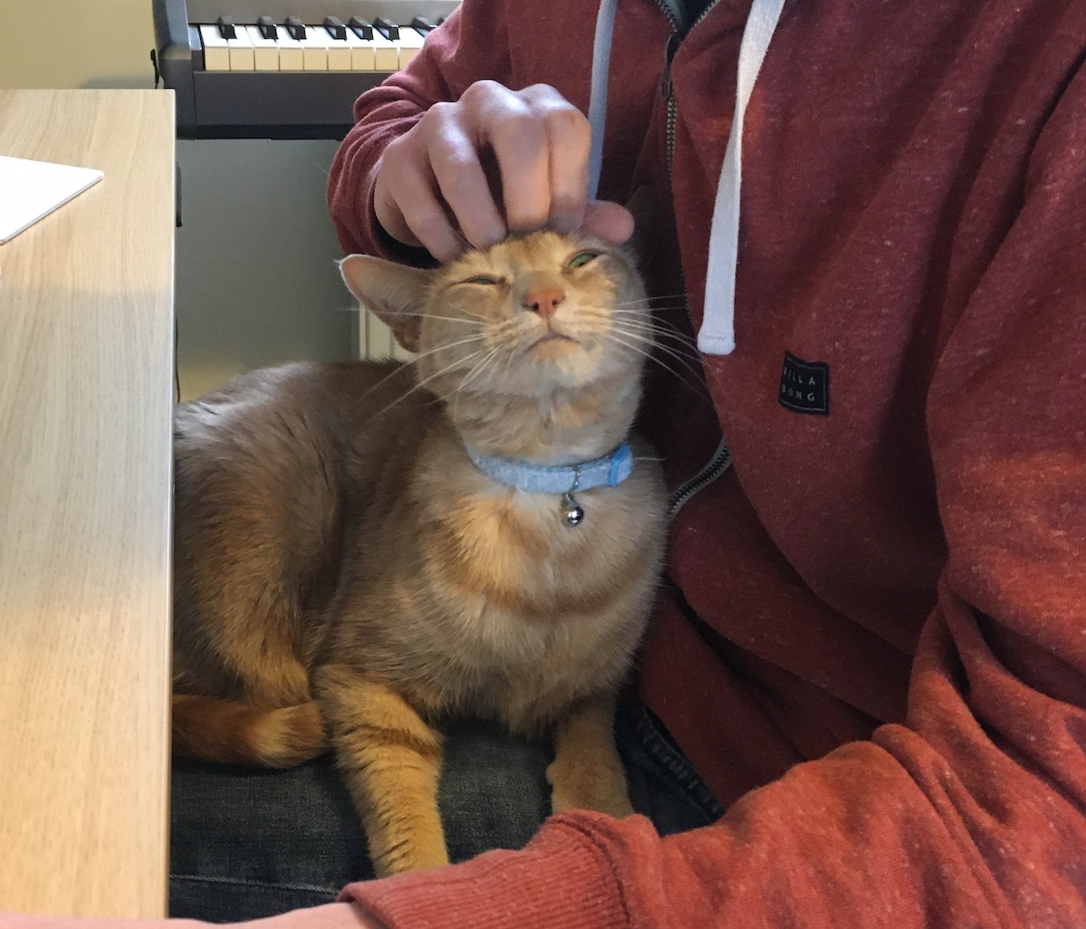 Mango enjoying head scritches