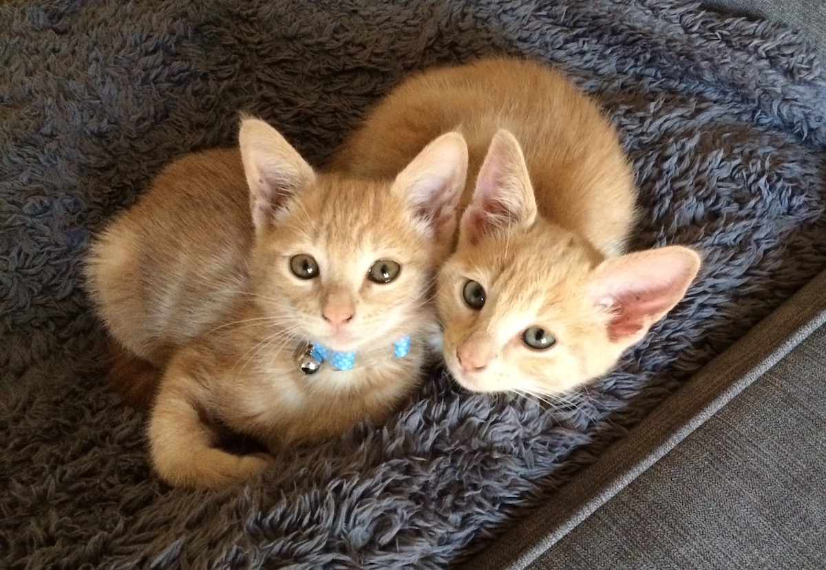 Mango and Monkey when we first adopted them